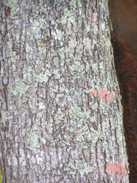 Àrbol de Cacao
